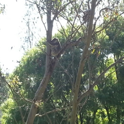 Phascolarctos cinereus (Koala) at Laguna, NSW - 6 Nov 2015 by Murray