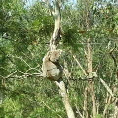 Phascolarctos cinereus (Koala) at Laguna, NSW - 7 Nov 2015 by Murray