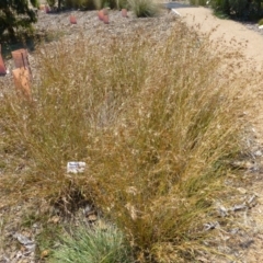 Themeda triandra (Kangaroo Grass) at Molonglo Valley, ACT - 8 Jan 2015 by AndyRussell