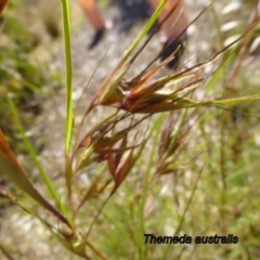 Themeda triandra at Molonglo Valley, ACT - 8 Jan 2015