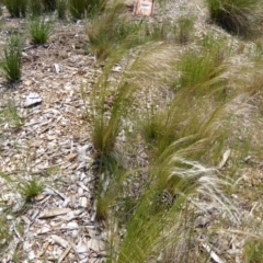 Austrostipa scabra subsp. falcata (Rough Spear-grass) at Sth Tablelands Ecosystem Park - 15 Oct 2015 by AndyRussell