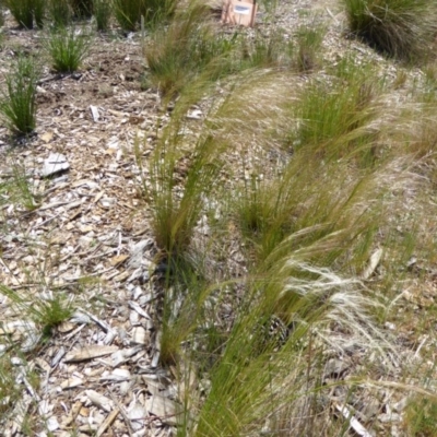 Austrostipa scabra subsp. falcata (Rough Spear-grass) at Molonglo Valley, ACT - 16 Oct 2015 by AndyRussell