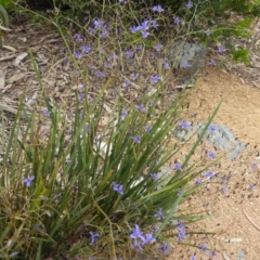 Dianella revoluta var. revoluta (Black-Anther Flax Lily) at Molonglo Valley, ACT - 26 Oct 2015 by AndyRussell