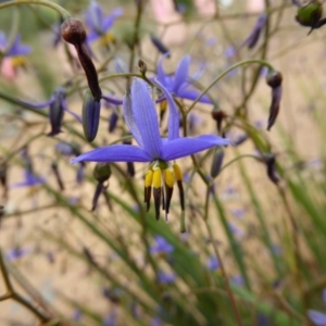 Dianella revoluta var. revoluta at Molonglo Valley, ACT - 26 Oct 2015 11:39 AM