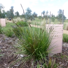 Carex appressa (Tall Sedge) at Majura, ACT - 21 Jan 2015 by AndyRussell