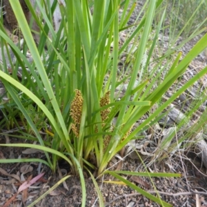 Lomandra longifolia at Aranda, ACT - 3 Nov 2015 03:11 PM