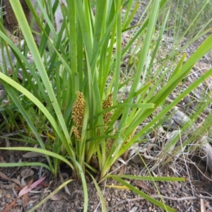 Lomandra longifolia at Aranda, ACT - 3 Nov 2015