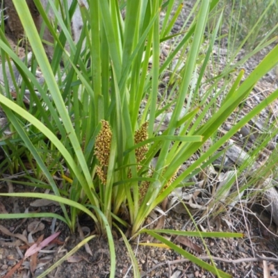 Lomandra longifolia (Spiny-headed Mat-rush, Honey Reed) at Aranda, ACT - 3 Nov 2015 by JanetRussell