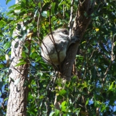 Phascolarctos cinereus (Koala) at Marom Creek, NSW - 6 Nov 2015 by Ken