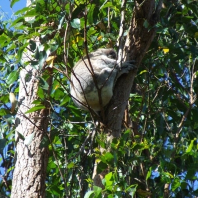 Phascolarctos cinereus (Koala) at Marom Creek, NSW - 7 Nov 2015 by Ken