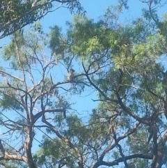 Phascolarctos cinereus (Koala) at Port Macquarie, NSW - 6 Nov 2015 by snuffles