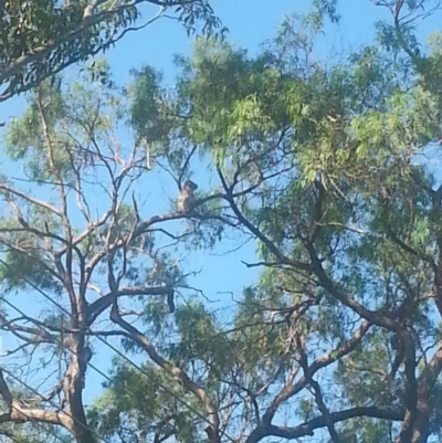 Phascolarctos cinereus (Koala) at Port Macquarie, NSW - 6 Nov 2015 by snuffles