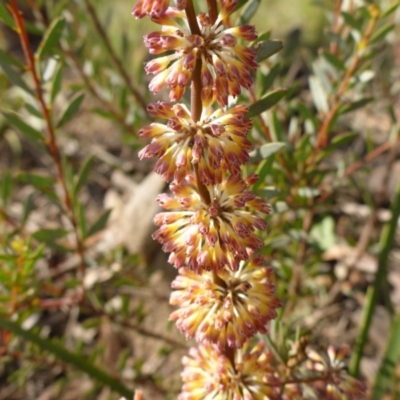 Lomandra multiflora (Many-flowered Matrush) at Aranda, ACT - 3 Nov 2015 by JanetRussell