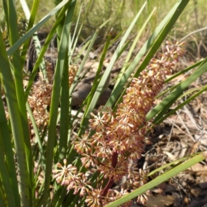 Lomandra multiflora at Aranda, ACT - 3 Nov 2015