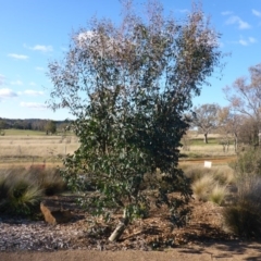 Eucalyptus stellulata (Black Sally) at Molonglo Valley, ACT - 28 Jul 2015 by AndyRussell