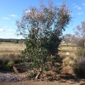 Eucalyptus stellulata at Molonglo Valley, ACT - 28 Jul 2015