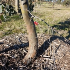 Eucalyptus stellulata at Sth Tablelands Ecosystem Park - 28 Jul 2015