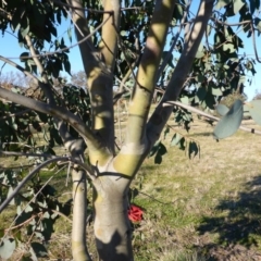 Eucalyptus stellulata at Sth Tablelands Ecosystem Park - 28 Jul 2015 03:20 PM