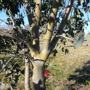 Eucalyptus stellulata at Sth Tablelands Ecosystem Park - 28 Jul 2015