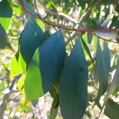 Eucalyptus stellulata at Sth Tablelands Ecosystem Park - 28 Jul 2015 03:20 PM