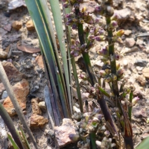 Lomandra multiflora at Aranda, ACT - 3 Nov 2015 04:24 PM