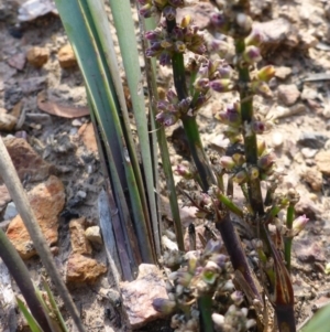 Lomandra multiflora at Aranda, ACT - 3 Nov 2015