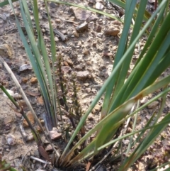 Lomandra multiflora at Aranda, ACT - 3 Nov 2015 04:24 PM