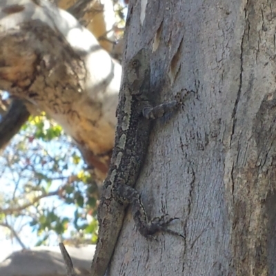 Amphibolurus muricatus (Jacky Lizard) at Point 73 - 7 Nov 2015 by MattM