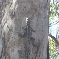 Amphibolurus muricatus at Cook, ACT - 7 Nov 2015 03:44 PM