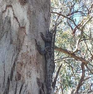 Amphibolurus muricatus at Cook, ACT - 7 Nov 2015 03:44 PM