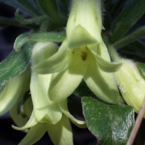 Billardiera scandens at Aranda, ACT - 7 Nov 2015