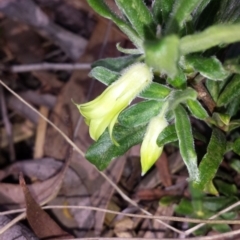 Billardiera scandens at Aranda, ACT - 7 Nov 2015