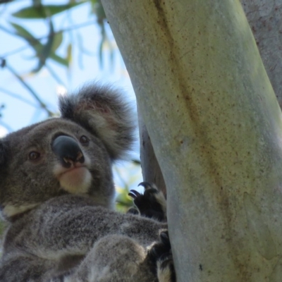 Phascolarctos cinereus (Koala) at East Lismore, NSW - 6 Nov 2015 by VisionWalks