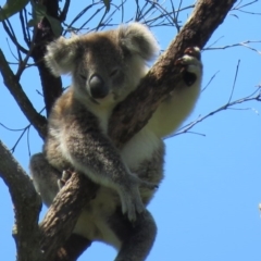 Phascolarctos cinereus (Koala) at Monaltrie, NSW - 7 Nov 2015 by VisionWalks