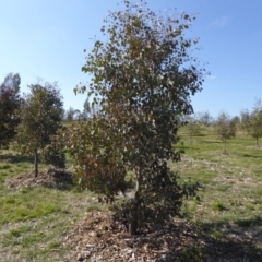 Eucalyptus polyanthemos (Red Box) at Sth Tablelands Ecosystem Park - 20 Aug 2015 by AndyRussell