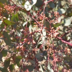 Eucalyptus polyanthemos at Sth Tablelands Ecosystem Park - 20 Aug 2015 11:40 AM