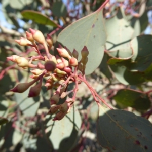 Eucalyptus polyanthemos at Molonglo Valley, ACT - 20 Aug 2015