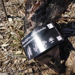 Eucalyptus macrorhyncha at Molonglo Valley, ACT - 20 Aug 2015