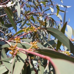Eucalyptus macrorhyncha at Molonglo Valley, ACT - 20 Aug 2015