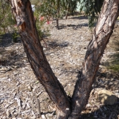 Eucalyptus macrorhyncha at Molonglo Valley, ACT - 20 Aug 2015