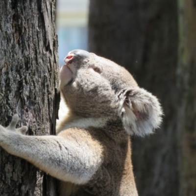 Phascolarctos cinereus (Koala) at Goonellabah, NSW - 7 Nov 2015 by VisionWalks