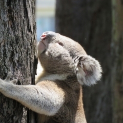 Phascolarctos cinereus (Koala) at Goonellabah, NSW - 6 Nov 2015 by VisionWalks