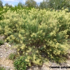 Cassinia quinquefaria (Rosemary Cassinia) at Molonglo Valley, ACT - 5 Feb 2015 by AndyRussell