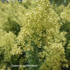 Cassinia quinquefaria at Molonglo Valley, ACT - 5 Feb 2015