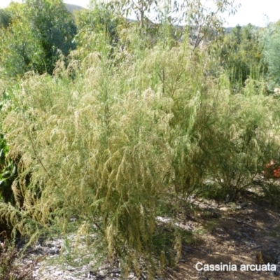 Cassinia sifton (Sifton Bush, Chinese Shrub) at Sth Tablelands Ecosystem Park - 2 Mar 2015 by AndyRussell