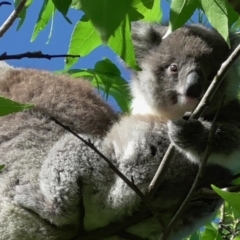 Phascolarctos cinereus (Koala) at Warrnambool, VIC - 7 Nov 2015 by Donna