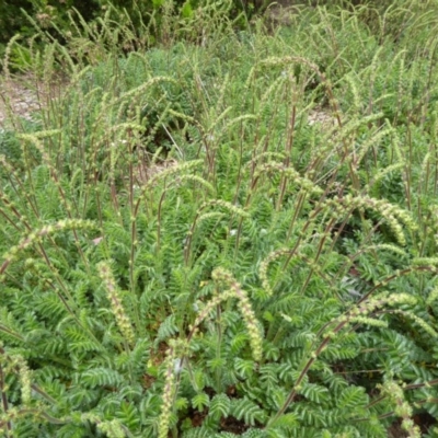 Acaena x ovina (Sheep's Burr) at Sth Tablelands Ecosystem Park - 26 Oct 2015 by AndyRussell