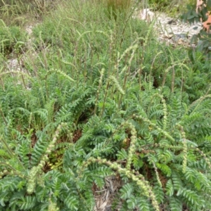 Acaena x ovina at Molonglo Valley, ACT - 26 Oct 2015