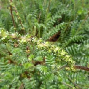 Acaena x ovina at Molonglo Valley, ACT - 26 Oct 2015