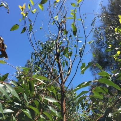 Phascolarctos cinereus (Koala) at Pottsville, NSW - 7 Nov 2015 by MarionRiordan